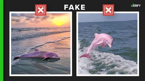 real vs fake pink dolphin clothing|pink dolphin nc.